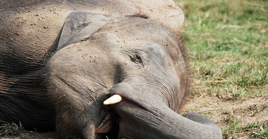 Sedativ za slonove uzrokovao val predoziranja u SAD-u